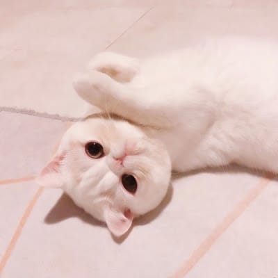 Andreas Budi avatar
