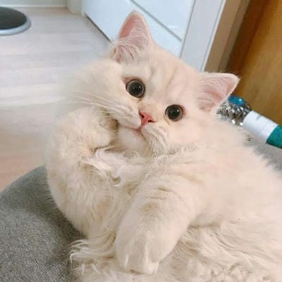 Eko Nugroho avatar